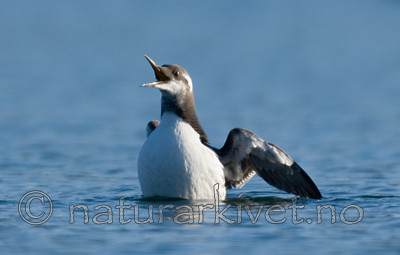 BB 07 0008 / Uria aalge / Lomvi